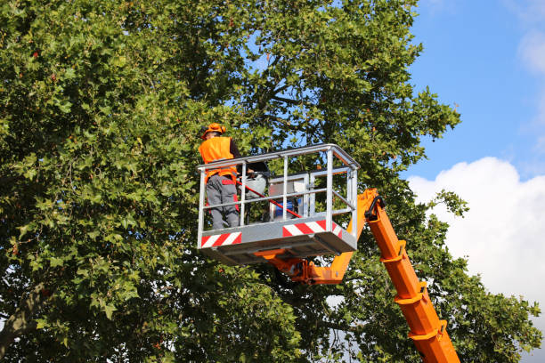 Best Tree Clearing Services  in Steele, MO